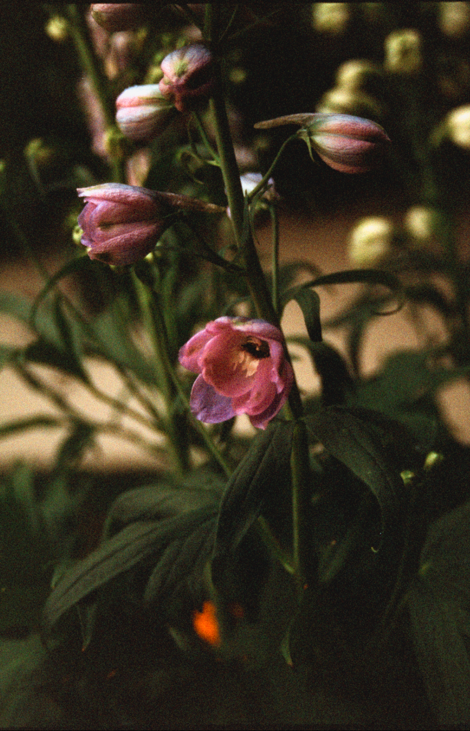 Peonies